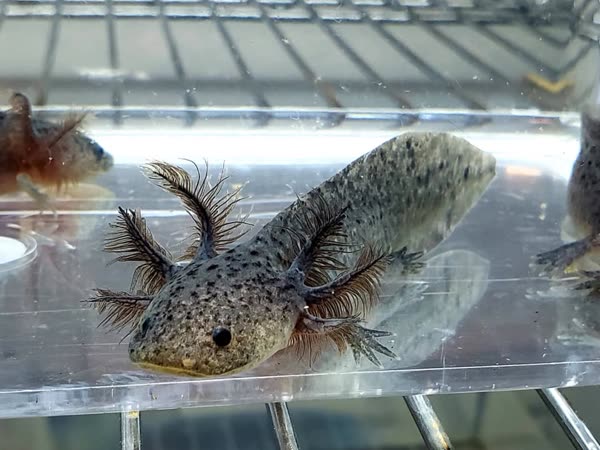 Aksantični aksolotl — sivkasto telo zbog odsustva žutog pigmenta