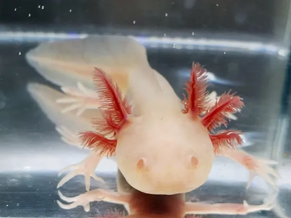 Beli albino aksolotl — potpuno belo telo, svetlocrvene oči