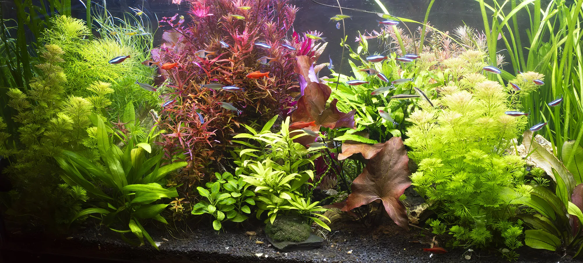Biljni aquascape sa crvenim, žutim i zelenim biljkama i jatom neonki