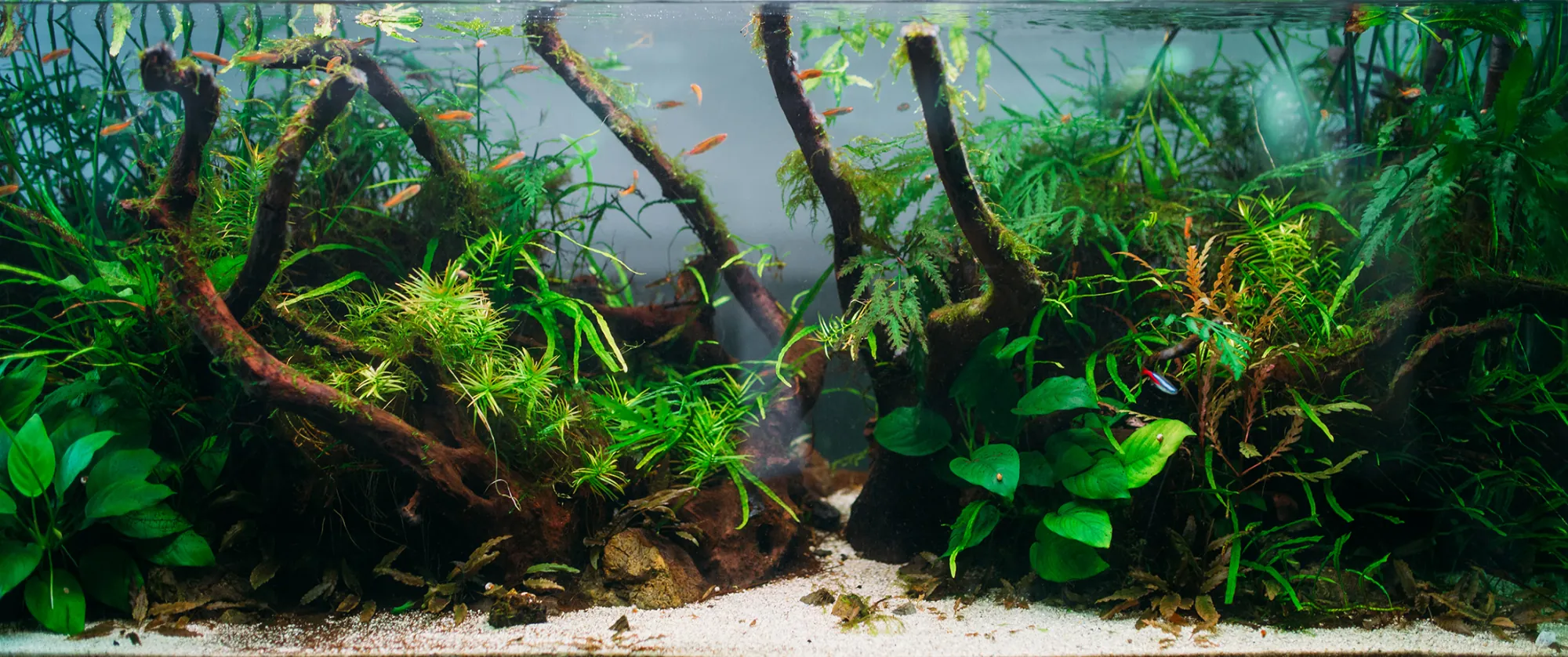 Aquascape: širok biljni slatkovodni akvarijum sa razgranatim korenjem obraslim mahovinom, gustim biljkama i belim peskom
