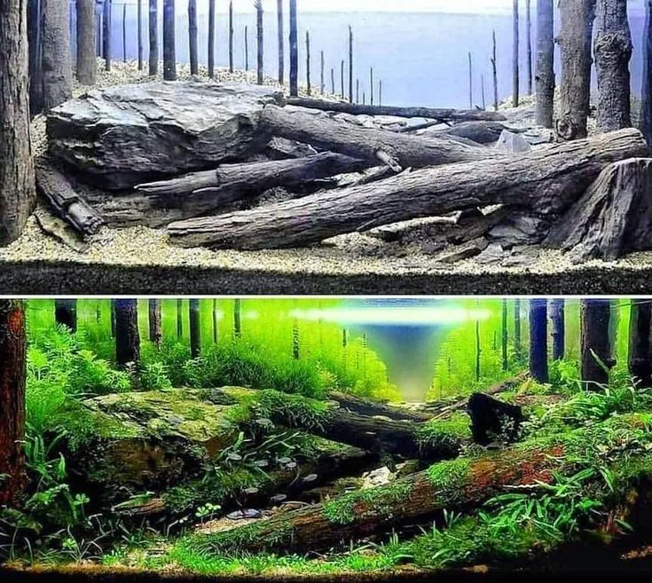 Nastanak aquascape-a u dve faze: gore hardscape od kamena i oborenih stabala pre sadnje, dole ista kompozicija kao šuma obrasla mahovinom i biljkama